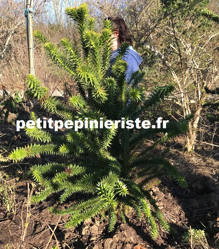 araucaria cépée